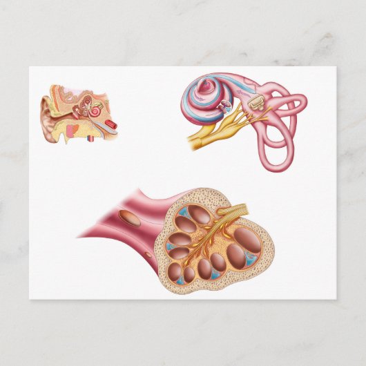 Anatomie des Cochleaidschnitts im menschlichen Ohr Postkarte (Vorderseite)