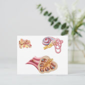 Anatomie des Cochleaidschnitts im menschlichen Ohr Postkarte (Stehend Vorderseite)