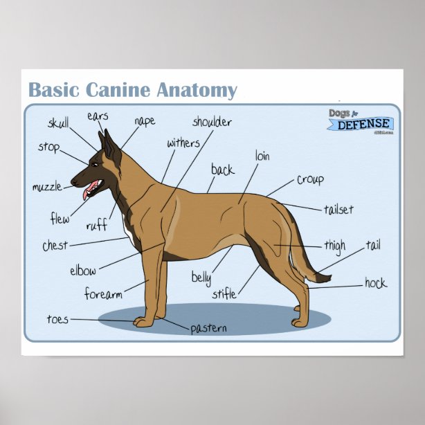 Hunde Anatomie Poster Zazzle.de