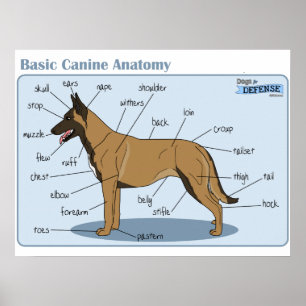 Anatomie des Eckzahn-24x18 Poster