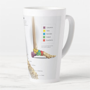 Anatomie des Fußbodens Milchtasse