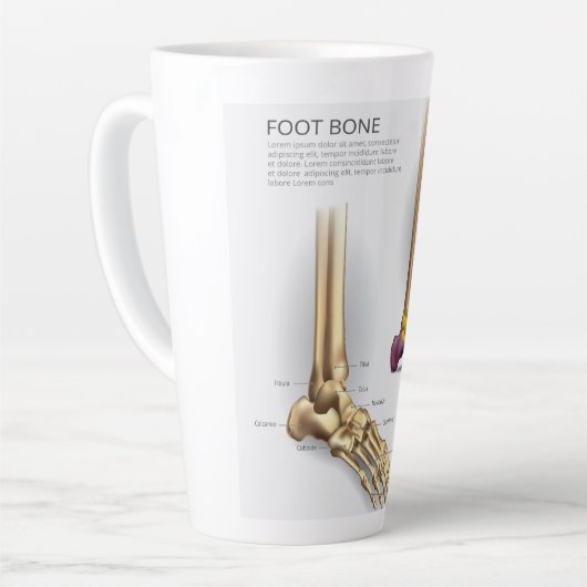Anatomie des Fußbodens Milchtasse (Linke Ecke)