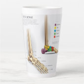 Anatomie des Fußbodens Milchtasse (Vorderseite)