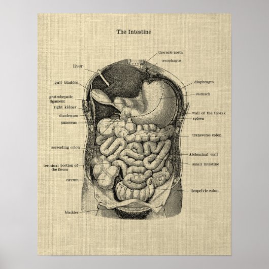 Anatomie des Gastrointestinaltrakts 1 Medizinische Poster (Vorne)