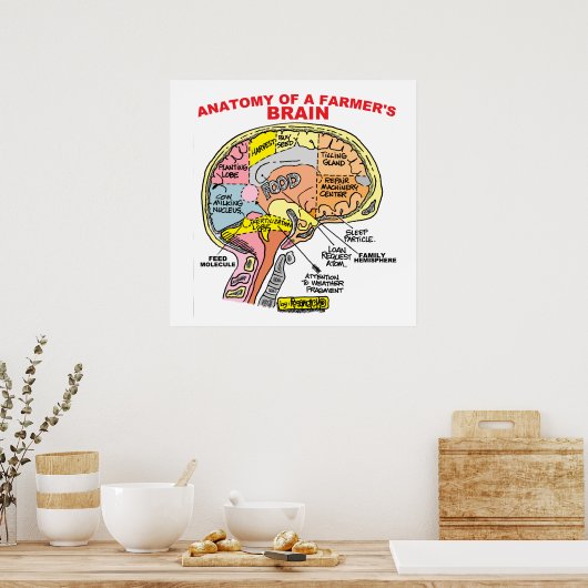 ANATOMIE DES GEHIRNPOSTES EINES BAUERN POSTER (Küche)