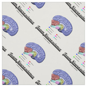 Anatomie des Gehirns im Team Neurowissenschaft Att Stoff