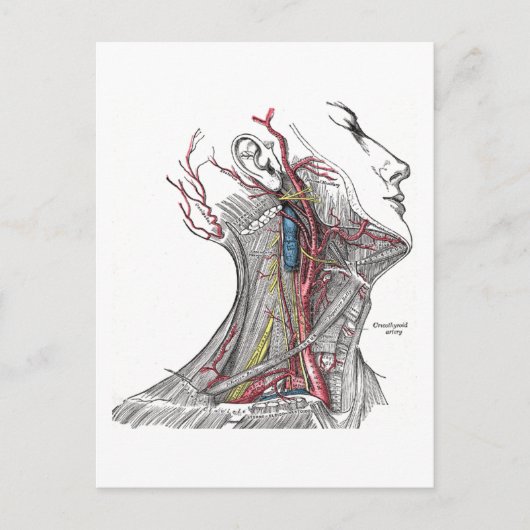 Anatomie des Halses Postkarte (Vorderseite)