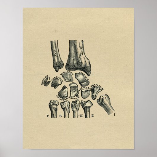 Anatomie des Handgelenks 1902 Vintag Poster (Vorne)
