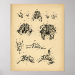 Anatomie des Horse Skull Throat 1908 Vintag Poster