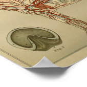 Anatomie des Horses Poster (Ecke)