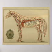 Anatomie des Horses Poster (Vorne)