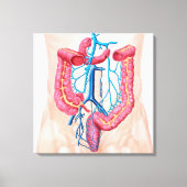 Anatomie des humanen Abdominalvenensystems Leinwanddruck (Vorderseite)