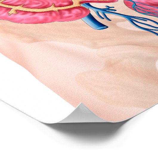 Anatomie des humanen Abdominalvenensystems Poster (Ecke)