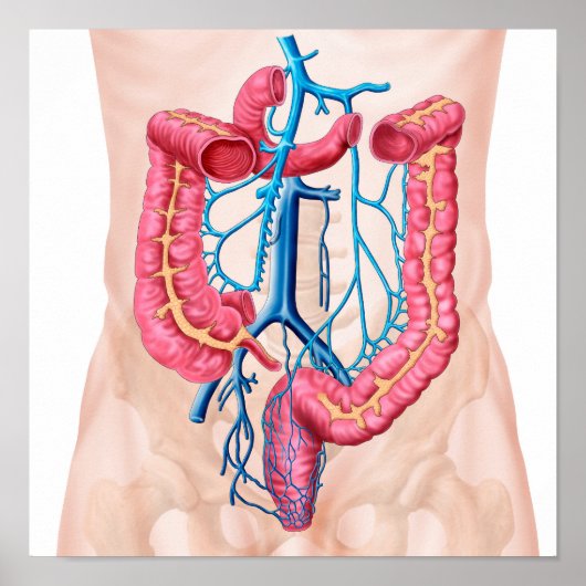 Anatomie des humanen Abdominalvenensystems Poster (Vorne)
