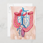 Anatomie des humanen Abdominalvenensystems Postkarte (Vorne/Hinten)