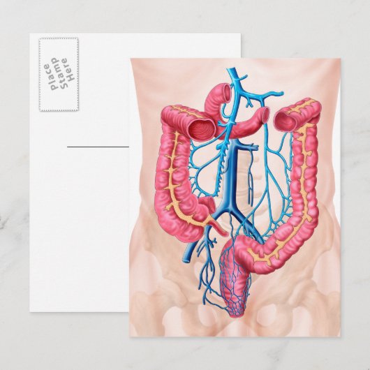 Anatomie des humanen Abdominalvenensystems Postkarte (Vorne/Hinten)