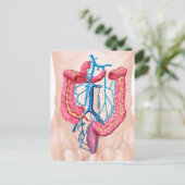 Anatomie des humanen Abdominalvenensystems Postkarte (Stehend Vorderseite)