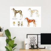 Anatomie des Hundes Blasenmuskeln und Knochen Poster (Heimbüro)