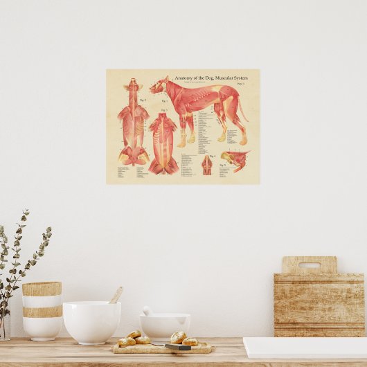 Anatomie des Hundes Poster (Küche)