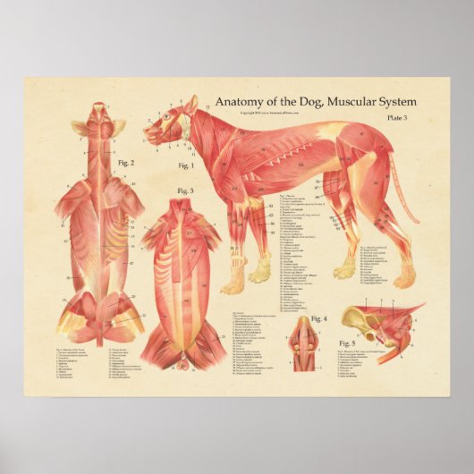 Anatomie des Hundes Poster (Vorne)