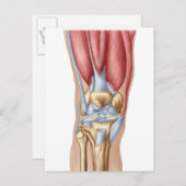 Anatomie des Kniegelenks Postkarte (Vorne/Hinten)