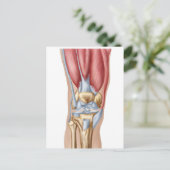 Anatomie des Kniegelenks Postkarte (Stehend Vorderseite)