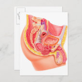 Anatomie des männlichen Fortpflanzungssystems Postkarte (Vorne/Hinten)