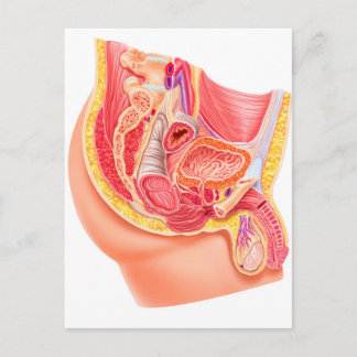 Anatomie des männlichen Fortpflanzungssystems Postkarte