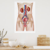 Anatomie des männlichen Harnsystems Poster (Küche)