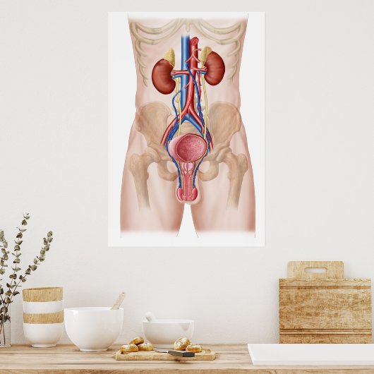 Anatomie des männlichen Harnsystems Poster (Küche)