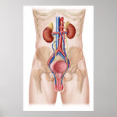 Anatomie des männlichen Harnsystems Poster (Vorne)
