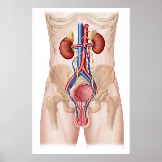 Anatomie des männlichen Harnsystems Poster (Vorne)