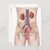 Anatomie des männlichen Harnsystems Postkarte (Vorne/Hinten)