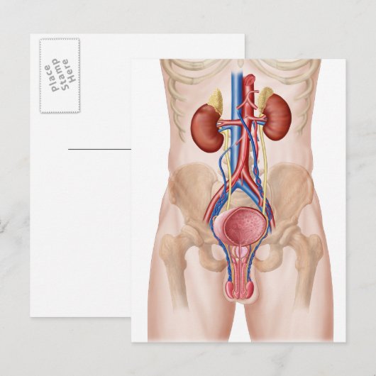 Anatomie des männlichen Harnsystems Postkarte (Vorne/Hinten)
