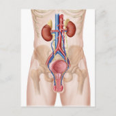 Anatomie des männlichen Harnsystems Postkarte (Vorderseite)