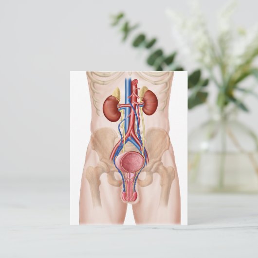 Anatomie des männlichen Harnsystems Postkarte (Stehend Vorderseite)