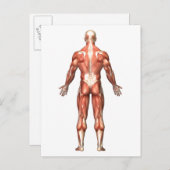 Anatomie des männlichen Muskelsystems, Rückseite Postkarte (Vorne/Hinten)