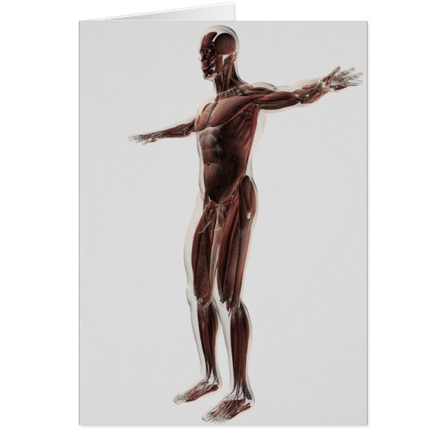 Anatomie des männlichen Muskelsystems, Seitenansic (Vorne)