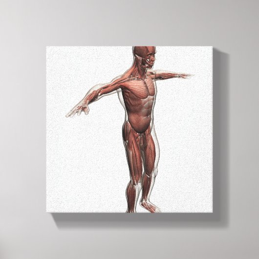 Anatomie des männlichen Muskelsystems, Seitenansic Leinwanddruck (Vorderseite)