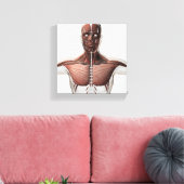 Anatomie des männlichen Muskelsystems, Seitenansic Leinwanddruck (Insitu (Wohnzimmer))