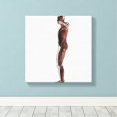 Anatomie des männlichen Muskelsystems, Seitenansic Leinwanddruck (Insitu (Holzboden))