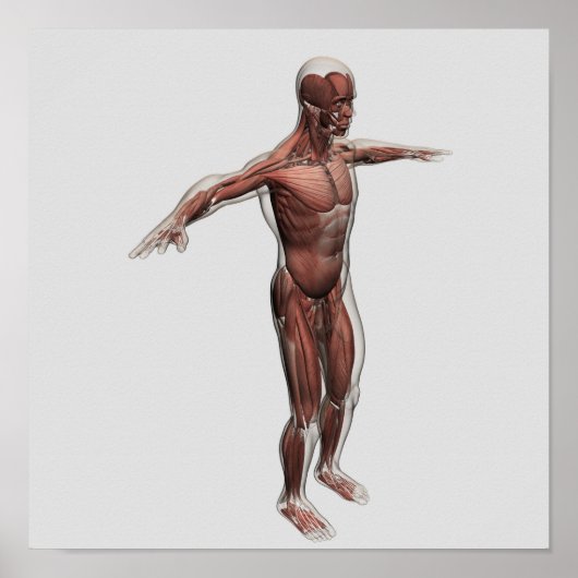 Anatomie des männlichen Muskelsystems, Seitenansic Poster (Vorne)