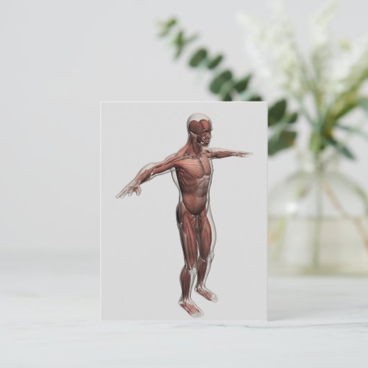 Anatomie des männlichen Muskelsystems, Seitenansic Postkarte (Stehend Vorderseite)
