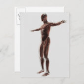 Anatomie des männlichen Muskelsystems, Seitenansic Postkarte (Vorne/Hinten)