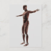 Anatomie des männlichen Muskelsystems, Seitenansic Postkarte (Vorderseite)