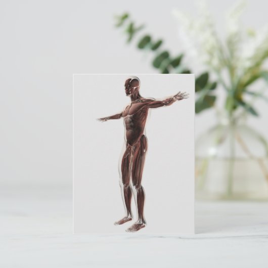 Anatomie des männlichen Muskelsystems, Seitenansic Postkarte (Stehend Vorderseite)