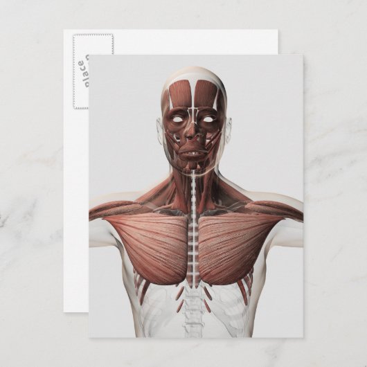 Anatomie des männlichen Muskelsystems, Seitenansic Postkarte (Vorne/Hinten)