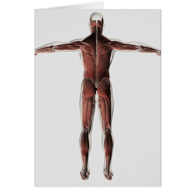 Anatomie des männlichen Muskelsystems, Sicht nach  (Vorne)