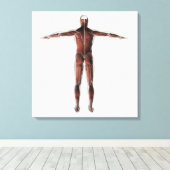 Anatomie des männlichen Muskelsystems, Sicht nach Leinwanddruck (Insitu (Holzboden))