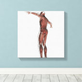 Anatomie des männlichen Muskelsystems, Sicht nach Leinwanddruck (Insitu (Holzboden))